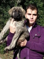 /album/cachorros/a20131124-140440-calle-alta-1-jpg/